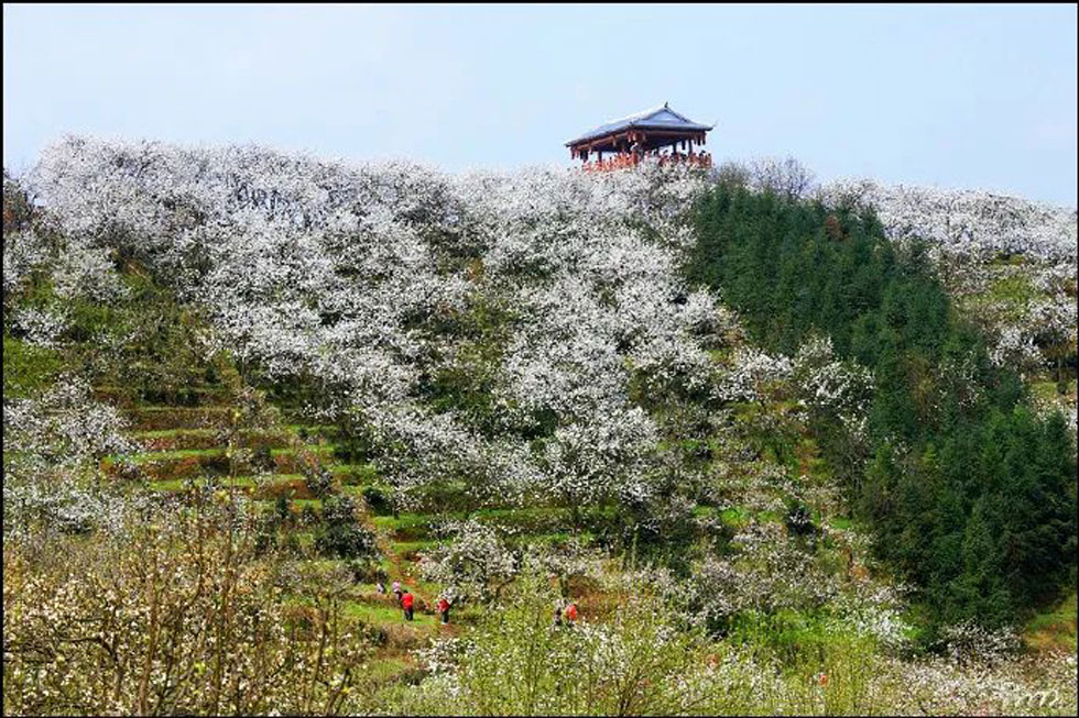 【春天，广西桂林灌阳县向您发出邀请！】我们在灌阳看梨花 - 游山玩水 - 安顺生活社区 - 安顺28生活网 anshun.28life.net