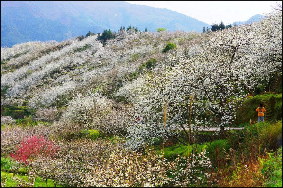 【春天，广西桂林灌阳县向您发出邀请！】我们在灌阳看梨花 - 游山玩水 - 安顺生活社区 - 安顺28生活网 anshun.28life.net