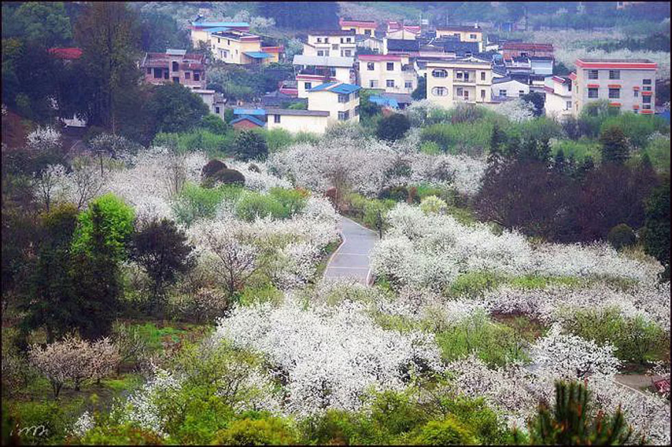 【春天，广西桂林灌阳县向您发出邀请！】我们在灌阳看梨花 - 游山玩水 - 安顺生活社区 - 安顺28生活网 anshun.28life.net