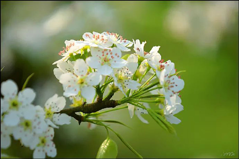 【春天，广西桂林灌阳县向您发出邀请！】我们在灌阳看梨花 - 游山玩水 - 安顺生活社区 - 安顺28生活网 anshun.28life.net