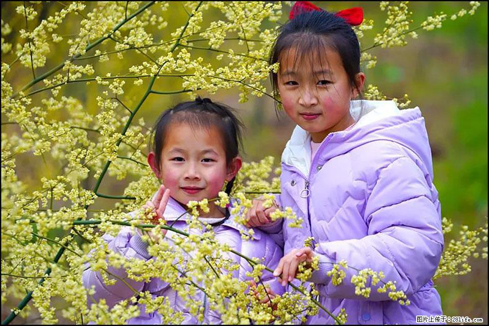 【春天，广西桂林灌阳县向您发出邀请！】米珠山前有片山苍子花在飘香 - 游山玩水 - 安顺生活社区 - 安顺28生活网 anshun.28life.net