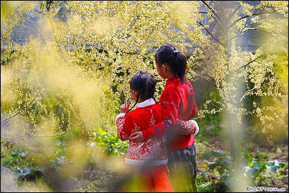 【春天，广西桂林灌阳县向您发出邀请！】米珠山前有片山苍子花在飘香 - 游山玩水 - 安顺生活社区 - 安顺28生活网 anshun.28life.net