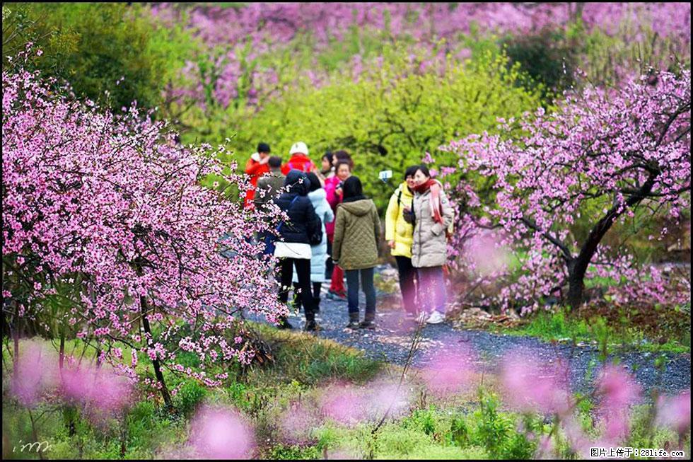 【春天，广西桂林灌阳县向您发出邀请！】官庄村有个醉美的桃花园 - 游山玩水 - 安顺生活社区 - 安顺28生活网 anshun.28life.net