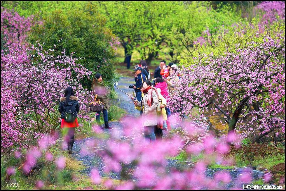 【春天，广西桂林灌阳县向您发出邀请！】官庄村有个醉美的桃花园 - 游山玩水 - 安顺生活社区 - 安顺28生活网 anshun.28life.net