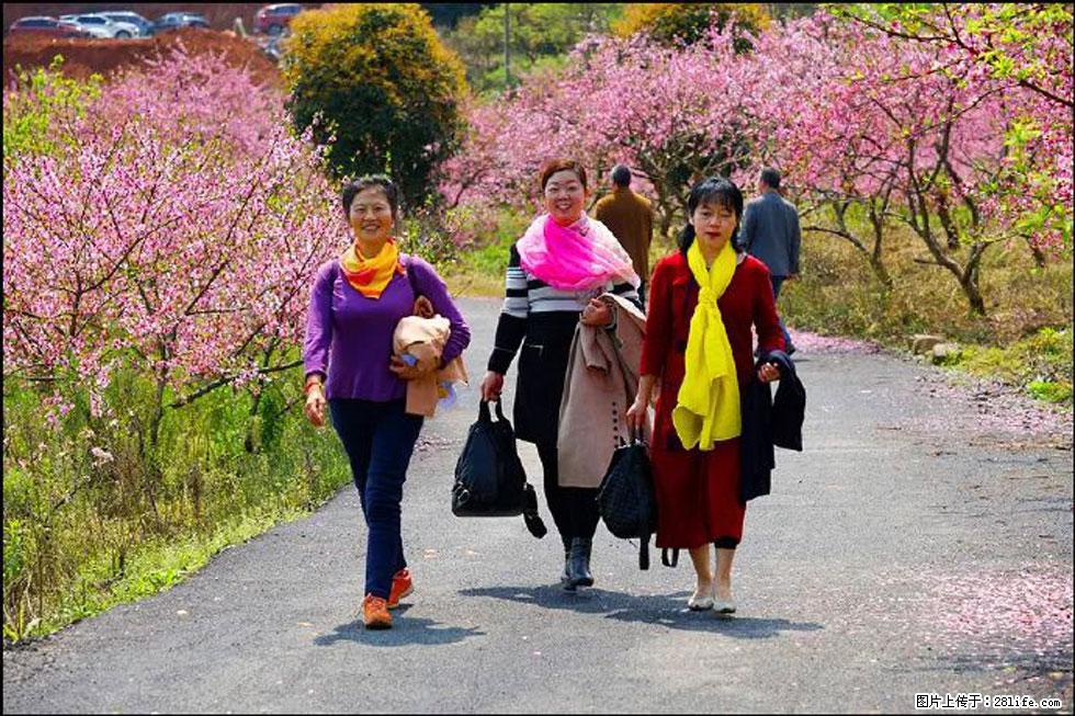【春天，广西桂林灌阳县向您发出邀请！】官庄村有个醉美的桃花园 - 游山玩水 - 安顺生活社区 - 安顺28生活网 anshun.28life.net