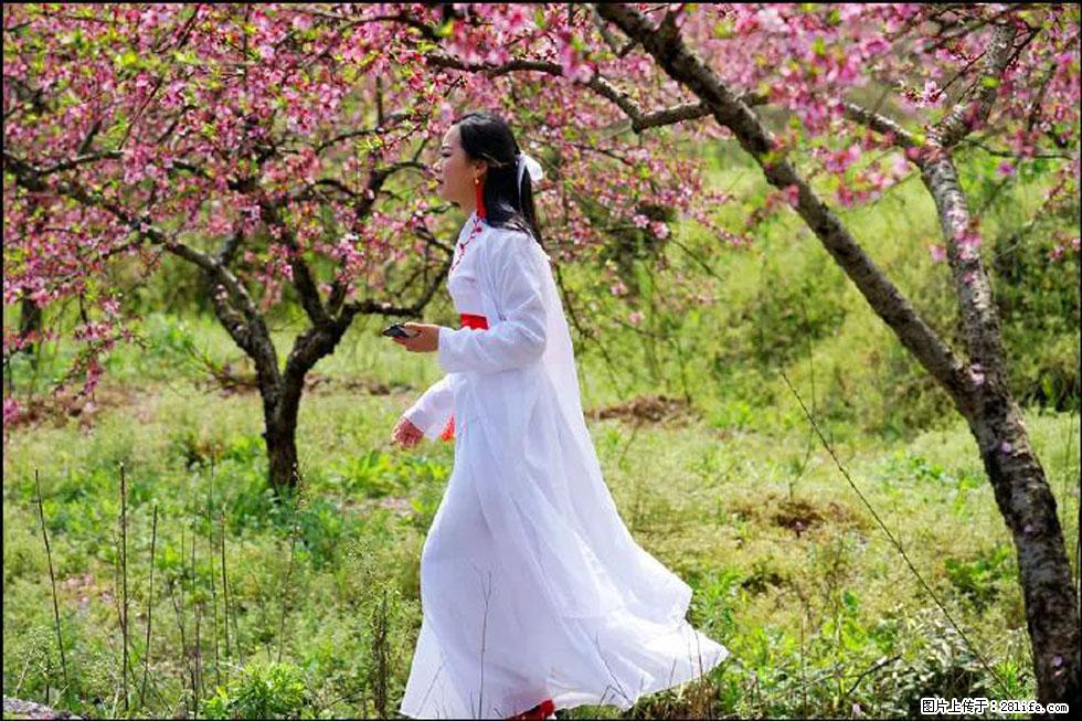 【春天，广西桂林灌阳县向您发出邀请！】官庄村有个醉美的桃花园 - 游山玩水 - 安顺生活社区 - 安顺28生活网 anshun.28life.net