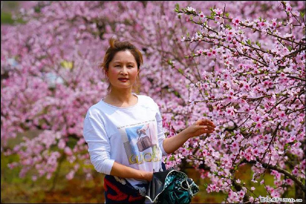 【春天，广西桂林灌阳县向您发出邀请！】官庄村有个醉美的桃花园 - 游山玩水 - 安顺生活社区 - 安顺28生活网 anshun.28life.net