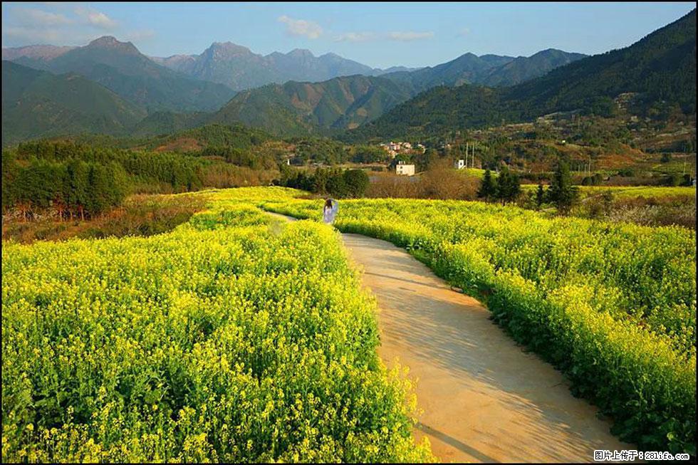 【春天，广西桂林灌阳县向您发出邀请！】长坪村油菜盛情花开 - 游山玩水 - 安顺生活社区 - 安顺28生活网 anshun.28life.net