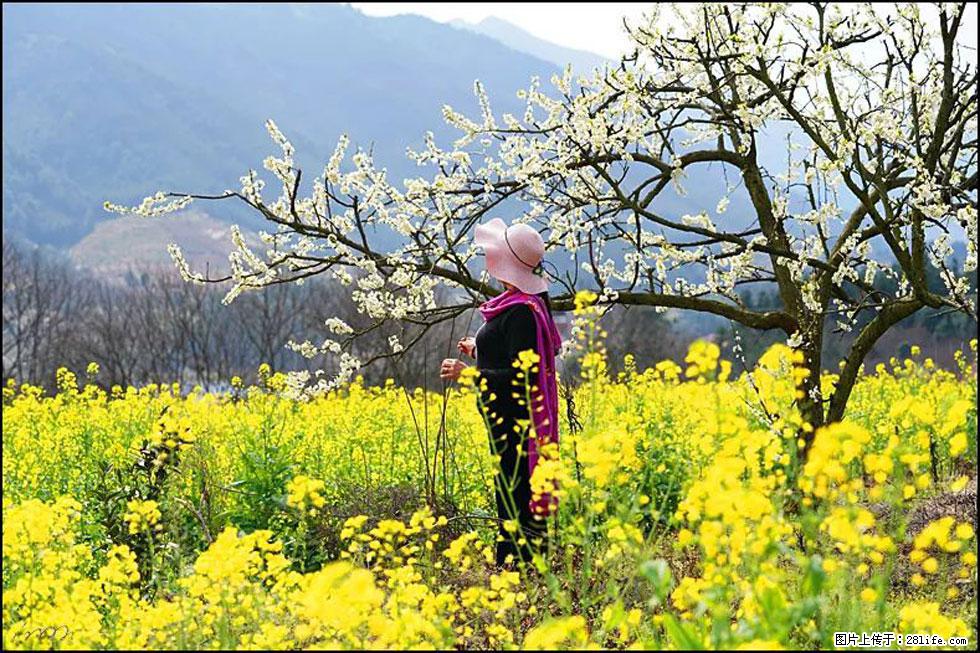 【春天，广西桂林灌阳县向您发出邀请！】长坪村油菜盛情花开 - 游山玩水 - 安顺生活社区 - 安顺28生活网 anshun.28life.net