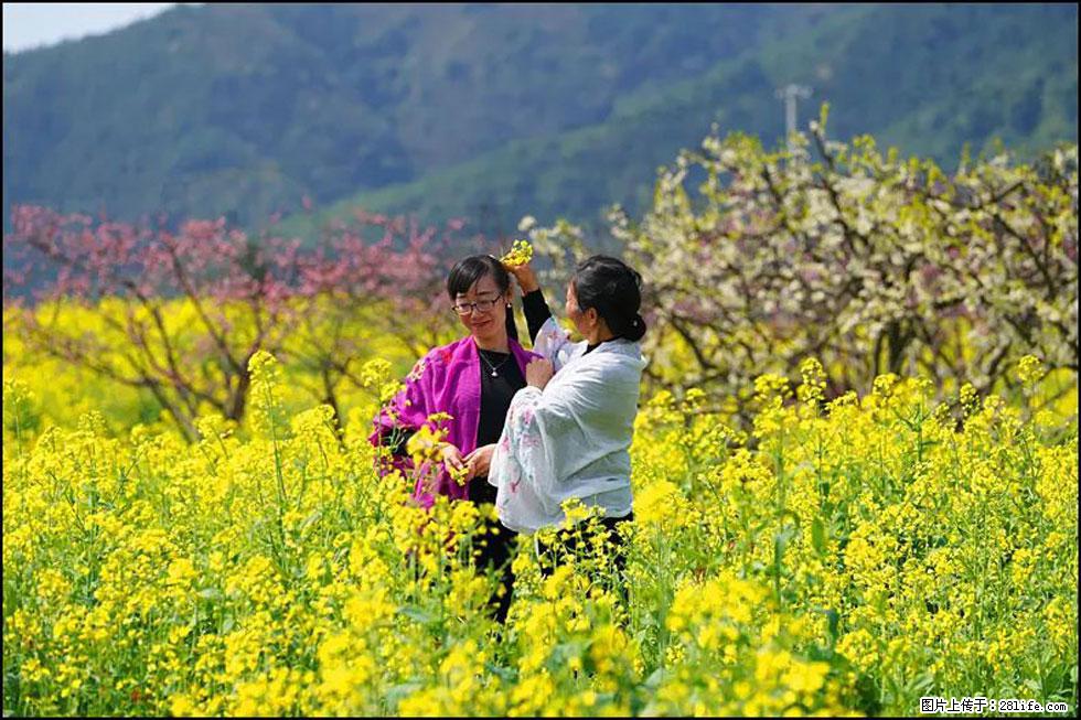 【春天，广西桂林灌阳县向您发出邀请！】长坪村油菜盛情花开 - 游山玩水 - 安顺生活社区 - 安顺28生活网 anshun.28life.net
