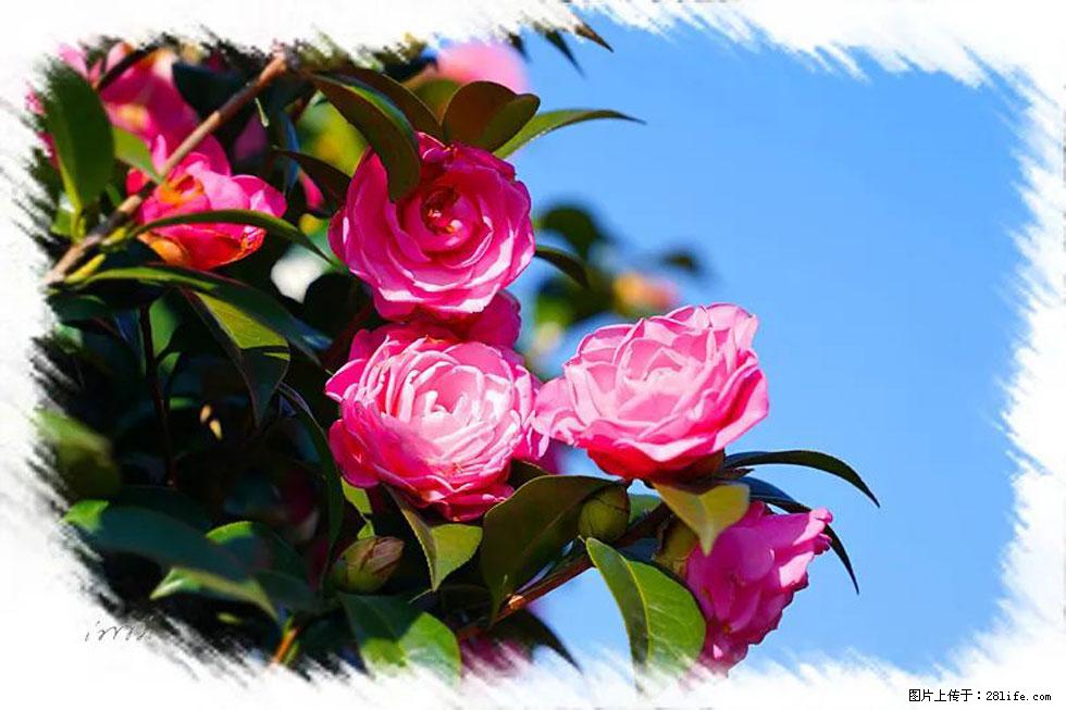 【春天，广西桂林灌阳县向您发出邀请！】杨柳井茶花惹人爱 - 游山玩水 - 安顺生活社区 - 安顺28生活网 anshun.28life.net