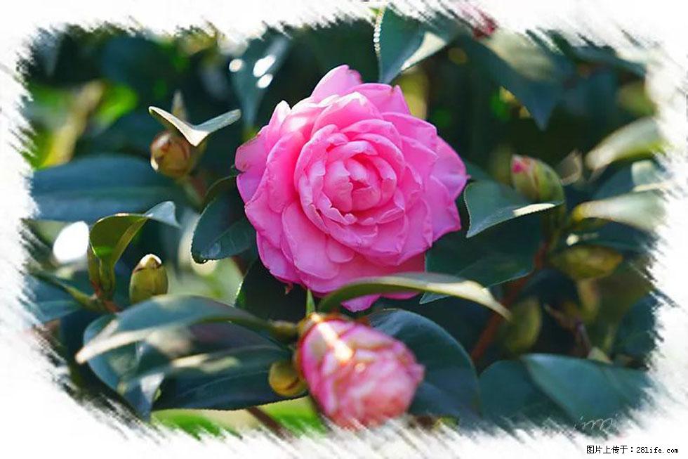 【春天，广西桂林灌阳县向您发出邀请！】杨柳井茶花惹人爱 - 游山玩水 - 安顺生活社区 - 安顺28生活网 anshun.28life.net