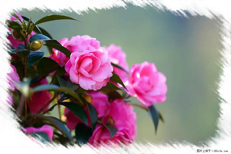 【春天，广西桂林灌阳县向您发出邀请！】杨柳井茶花惹人爱 - 游山玩水 - 安顺生活社区 - 安顺28生活网 anshun.28life.net