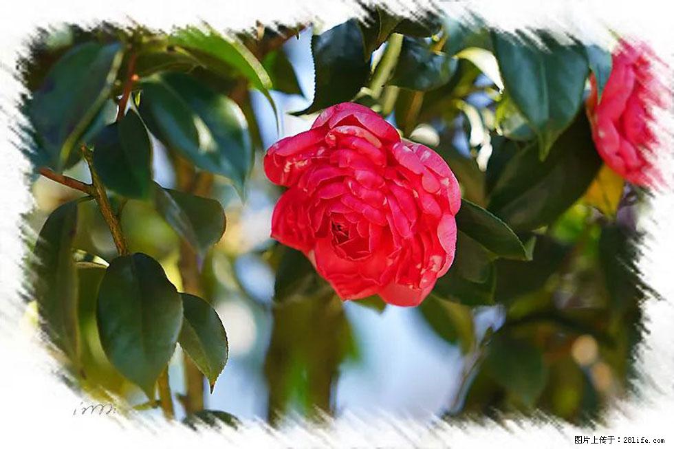 【春天，广西桂林灌阳县向您发出邀请！】杨柳井茶花惹人爱 - 游山玩水 - 安顺生活社区 - 安顺28生活网 anshun.28life.net