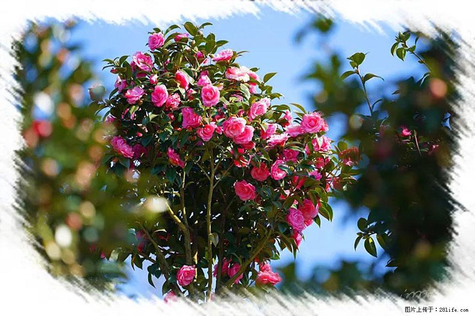 【春天，广西桂林灌阳县向您发出邀请！】杨柳井茶花惹人爱 - 游山玩水 - 安顺生活社区 - 安顺28生活网 anshun.28life.net