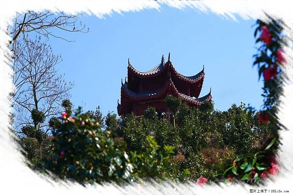 【春天，广西桂林灌阳县向您发出邀请！】杨柳井茶花惹人爱 - 游山玩水 - 安顺生活社区 - 安顺28生活网 anshun.28life.net