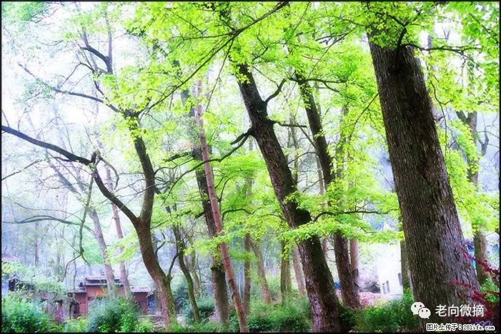 【春天，广西桂林灌阳县向您发出邀请！】在小龙村与春天约会 - 游山玩水 - 安顺生活社区 - 安顺28生活网 anshun.28life.net
