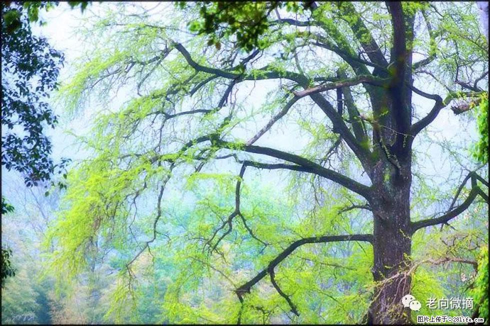 【春天，广西桂林灌阳县向您发出邀请！】在小龙村与春天约会 - 游山玩水 - 安顺生活社区 - 安顺28生活网 anshun.28life.net