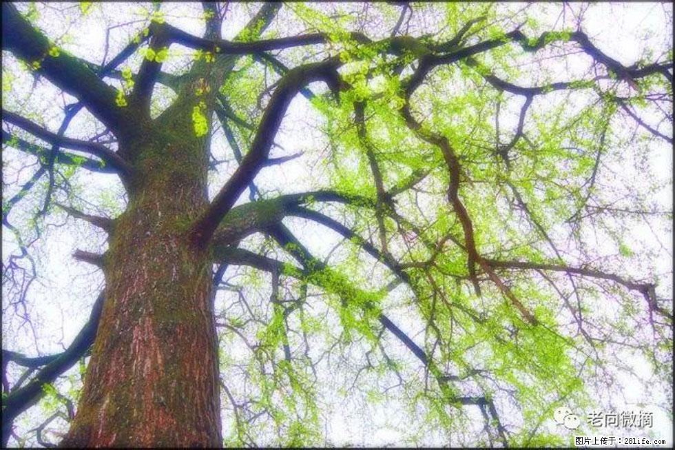 【春天，广西桂林灌阳县向您发出邀请！】在小龙村与春天约会 - 游山玩水 - 安顺生活社区 - 安顺28生活网 anshun.28life.net