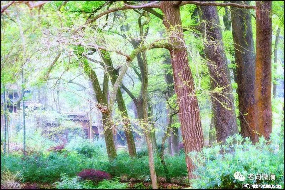 【春天，广西桂林灌阳县向您发出邀请！】在小龙村与春天约会 - 游山玩水 - 安顺生活社区 - 安顺28生活网 anshun.28life.net