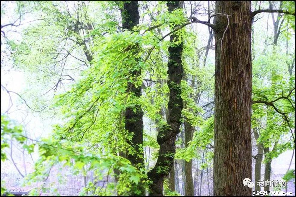 【春天，广西桂林灌阳县向您发出邀请！】在小龙村与春天约会 - 游山玩水 - 安顺生活社区 - 安顺28生活网 anshun.28life.net