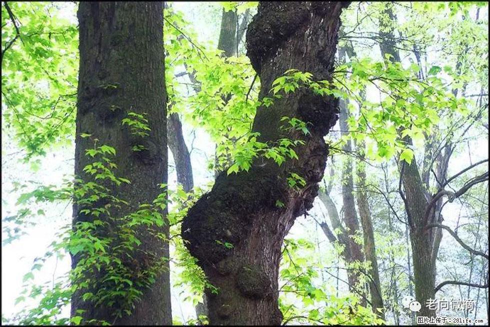 【春天，广西桂林灌阳县向您发出邀请！】在小龙村与春天约会 - 游山玩水 - 安顺生活社区 - 安顺28生活网 anshun.28life.net