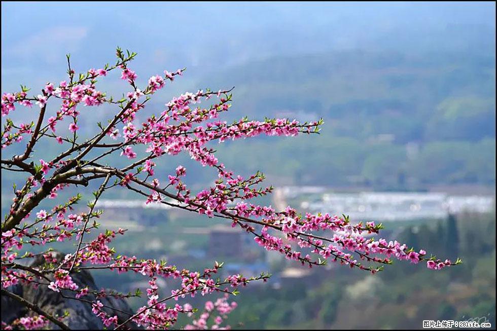 【春天，广西桂林灌阳县向您发出邀请！】望月岭上桃花开 - 游山玩水 - 安顺生活社区 - 安顺28生活网 anshun.28life.net