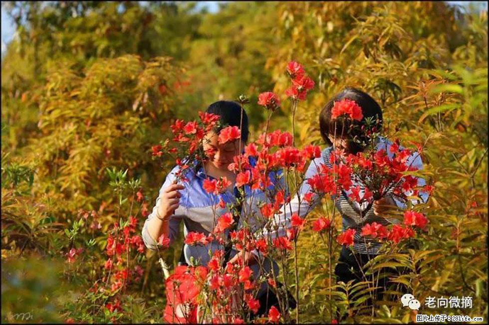 【春天，广西桂林灌阳县向您发出邀请！】登麒麟山，相约映山红 - 游山玩水 - 安顺生活社区 - 安顺28生活网 anshun.28life.net