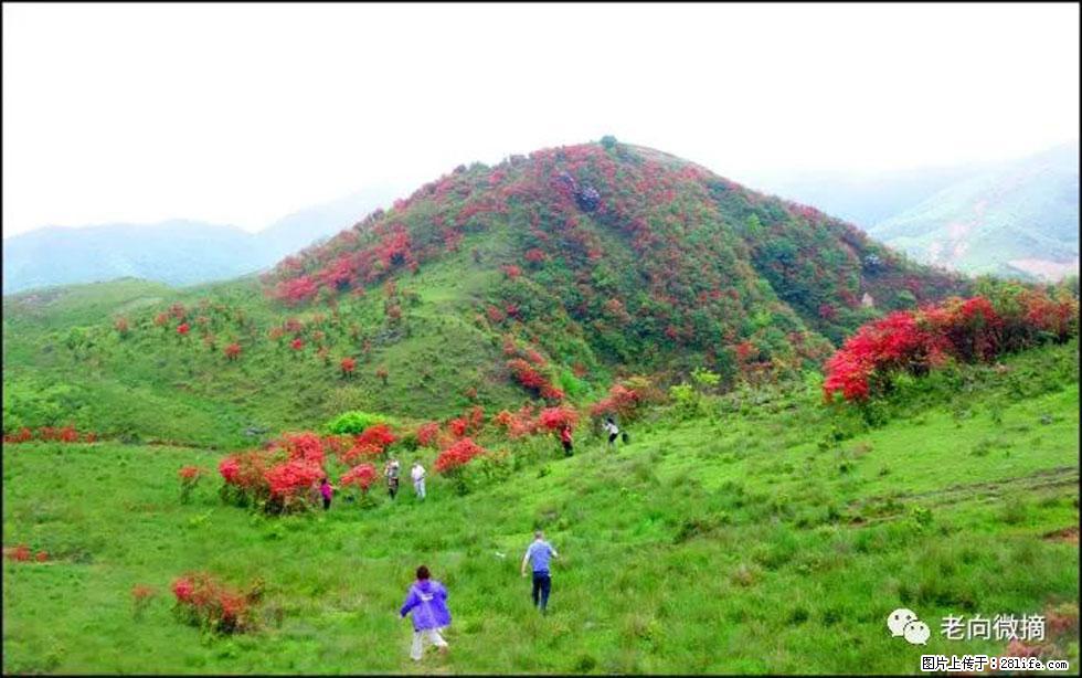 【春天，广西桂林灌阳县向您发出邀请！】宝盖山上映山红 - 游山玩水 - 安顺生活社区 - 安顺28生活网 anshun.28life.net