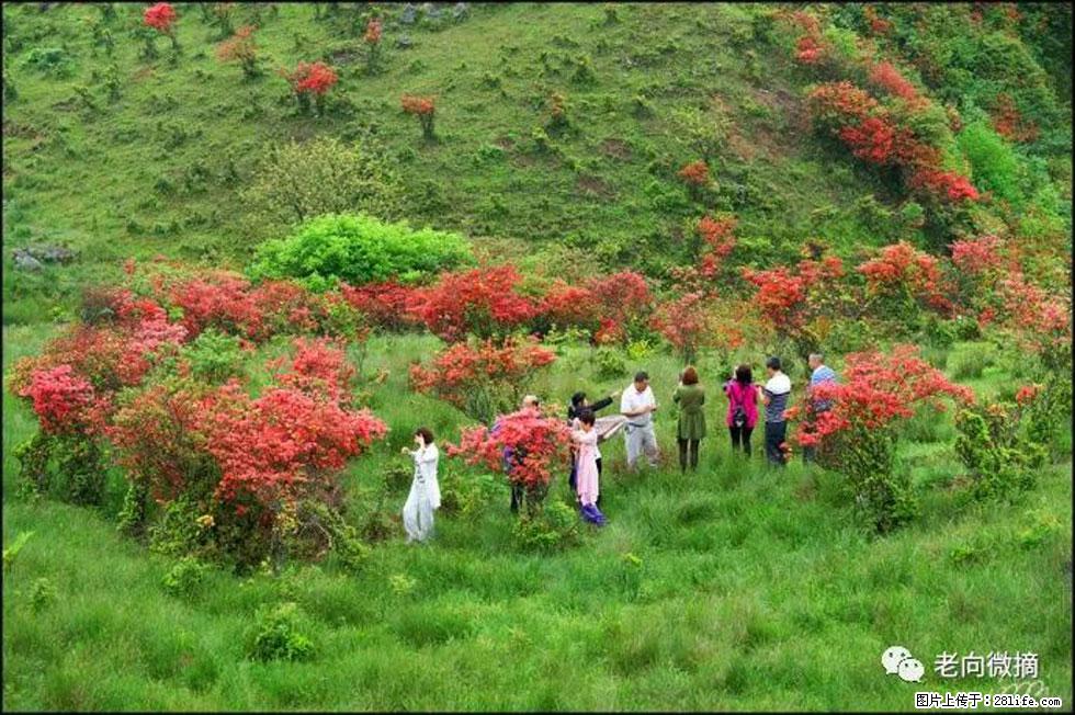 【春天，广西桂林灌阳县向您发出邀请！】宝盖山上映山红 - 游山玩水 - 安顺生活社区 - 安顺28生活网 anshun.28life.net