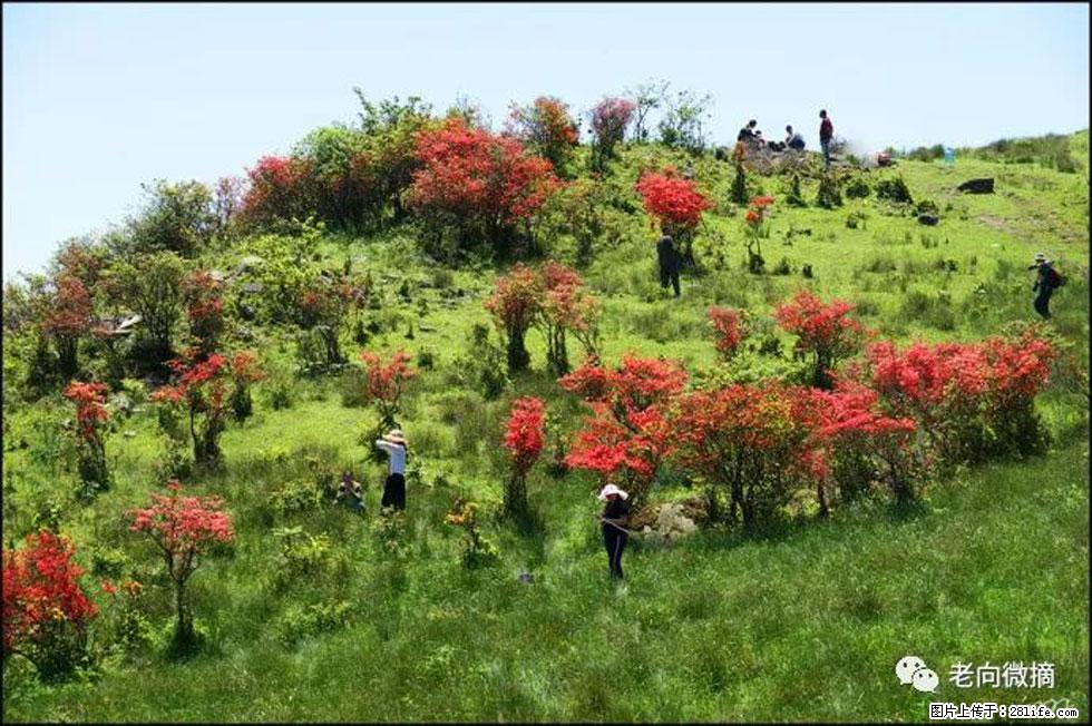 【春天，广西桂林灌阳县向您发出邀请！】宝盖山上映山红 - 游山玩水 - 安顺生活社区 - 安顺28生活网 anshun.28life.net