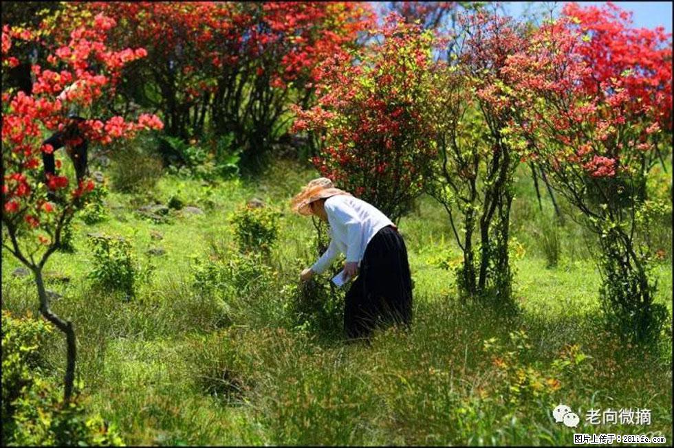 【春天，广西桂林灌阳县向您发出邀请！】宝盖山上映山红 - 游山玩水 - 安顺生活社区 - 安顺28生活网 anshun.28life.net