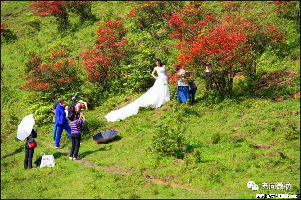 【春天，广西桂林灌阳县向您发出邀请！】宝盖山上映山红 - 游山玩水 - 安顺生活社区 - 安顺28生活网 anshun.28life.net