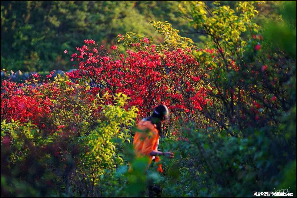 【春天，广西桂林灌阳县向您发出邀请！】春木界上映山红 - 游山玩水 - 安顺生活社区 - 安顺28生活网 anshun.28life.net