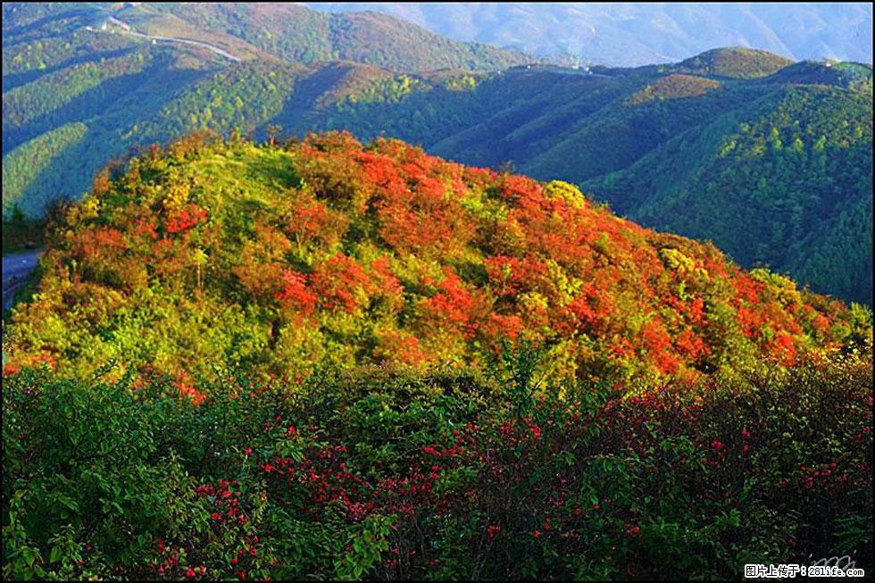 【春天，广西桂林灌阳县向您发出邀请！】春木界上映山红 - 游山玩水 - 安顺生活社区 - 安顺28生活网 anshun.28life.net