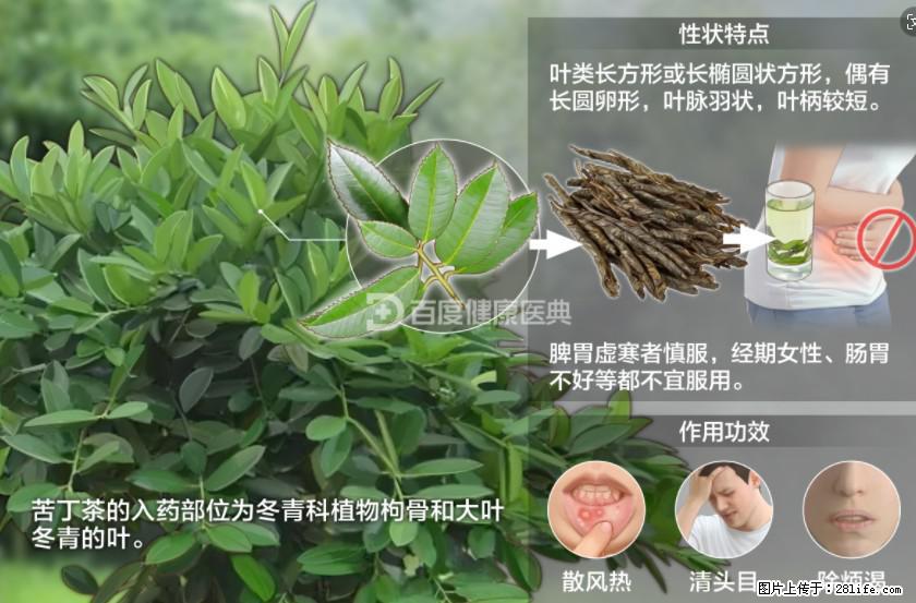 苦丁茶有哪些功效和作用 - 生活百科 - 安顺生活社区 - 安顺28生活网 anshun.28life.net