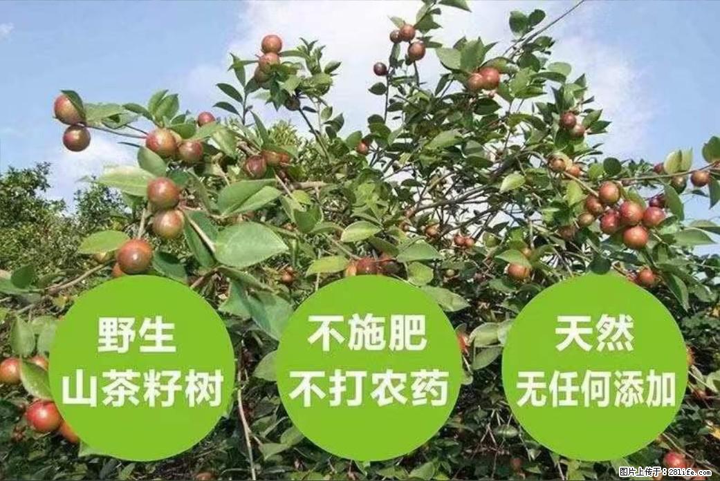 【灌阳县油茶产业示范区】一个有着充实的精神生活的人，对待身外之物自会有一种淡泊的态度 - 土特产 - 饮食特产 - 安顺分类信息 - 安顺28生活网 anshun.28life.net