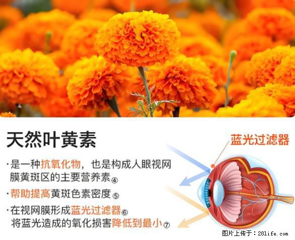 叶黄素有什么功效和作用 - 生活百科 - 安顺生活社区 - 安顺28生活网 anshun.28life.net