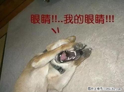 笑癫了！一女的怀孕三年未生，他终于忍不住了... - 娱乐八卦 - 安顺生活社区 - 安顺28生活网 anshun.28life.net