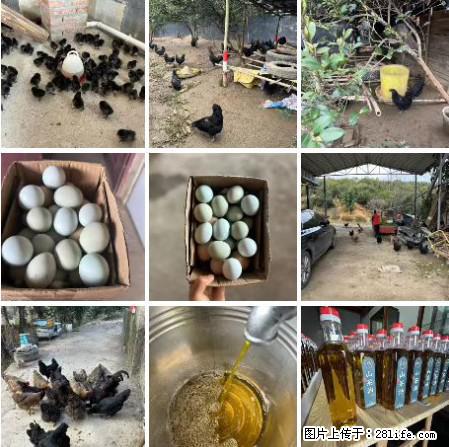 油茶园从小鸡仔开始养起的纯土鸡、土鸡蛋可以预定啦！还有前几天刚榨的纯山茶油哦 - 美食天地 - 安顺生活社区 - 安顺28生活网 anshun.28life.net