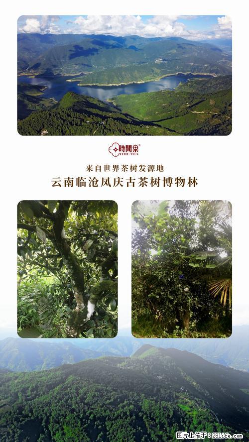时间果百年古树2025年春红茶 - 购物交流 - 安顺生活社区 - 安顺28生活网 anshun.28life.net