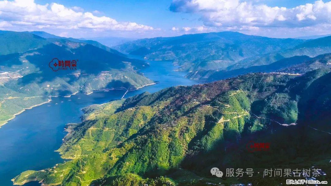 时间果百年古树龙珠普洱生茶 - 购物交流 - 安顺生活社区 - 安顺28生活网 anshun.28life.net