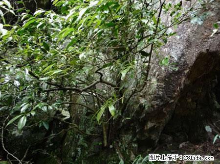 平乐石崖茶，珍贵仅次于金花茶 - 安顺生活资讯 - 安顺28生活网 anshun.28life.net