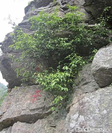 平乐石崖茶，珍贵仅次于金花茶 - 安顺生活资讯 - 安顺28生活网 anshun.28life.net